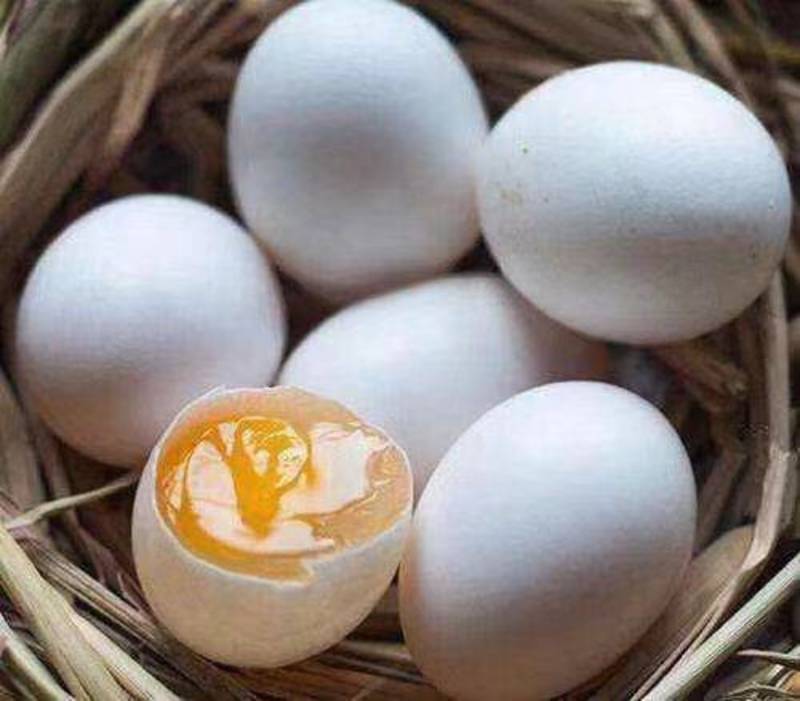 新鲜鸽子蛋；自营鸽场当天发货白羽王双母鸽子蛋