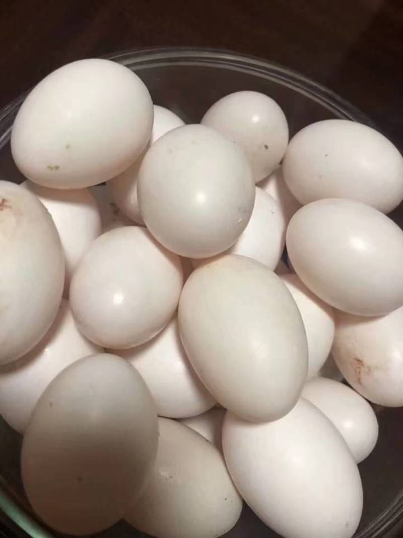 新鲜鸽子蛋；自营鸽场当天发货白羽王双母鸽子蛋