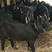 努比亚黑山羊种羊纯种羊羔怀孕大母羊货到付款10只送1只羊