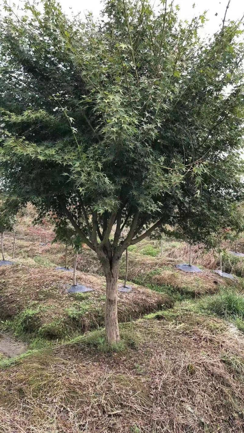 鸡爪槭4—20公分量大从优现场看货起货欢迎采购