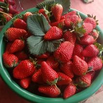 上海白鹤草莓