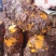药用优质基地大黄