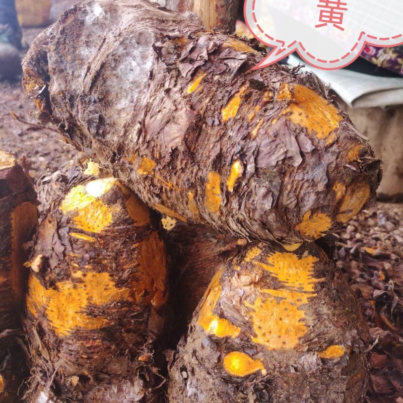 药用优质基地大黄
