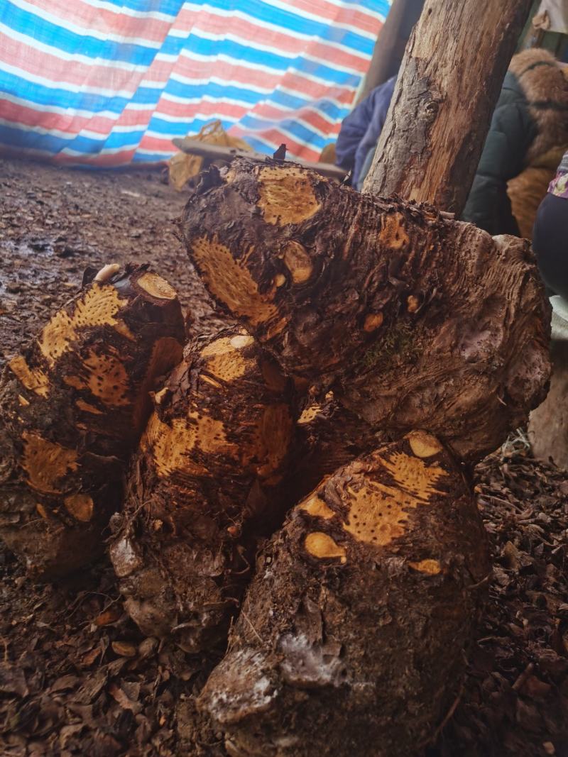 药用优质基地大黄