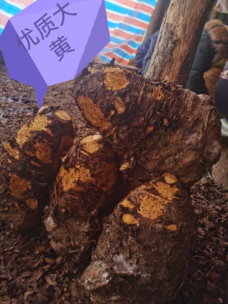 药用优质基地大黄