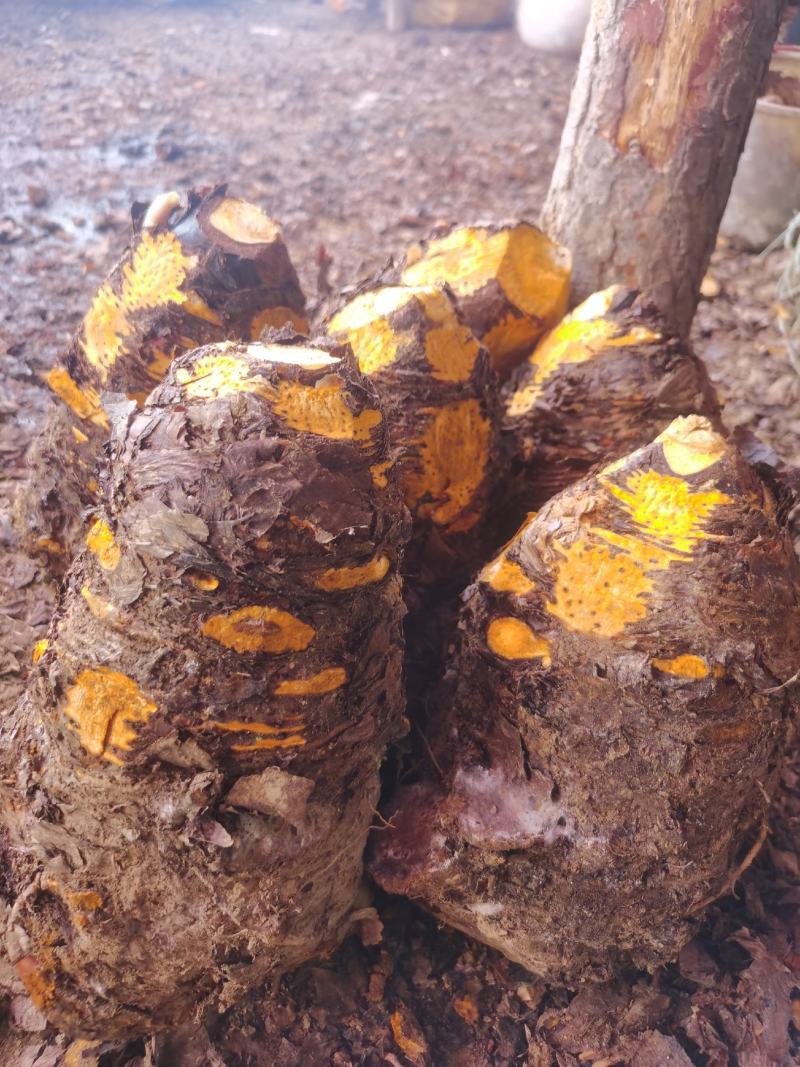 药用优质基地大黄