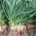 苏北地区红根蒜苗大量上市，欢迎新老客户来电骚扰