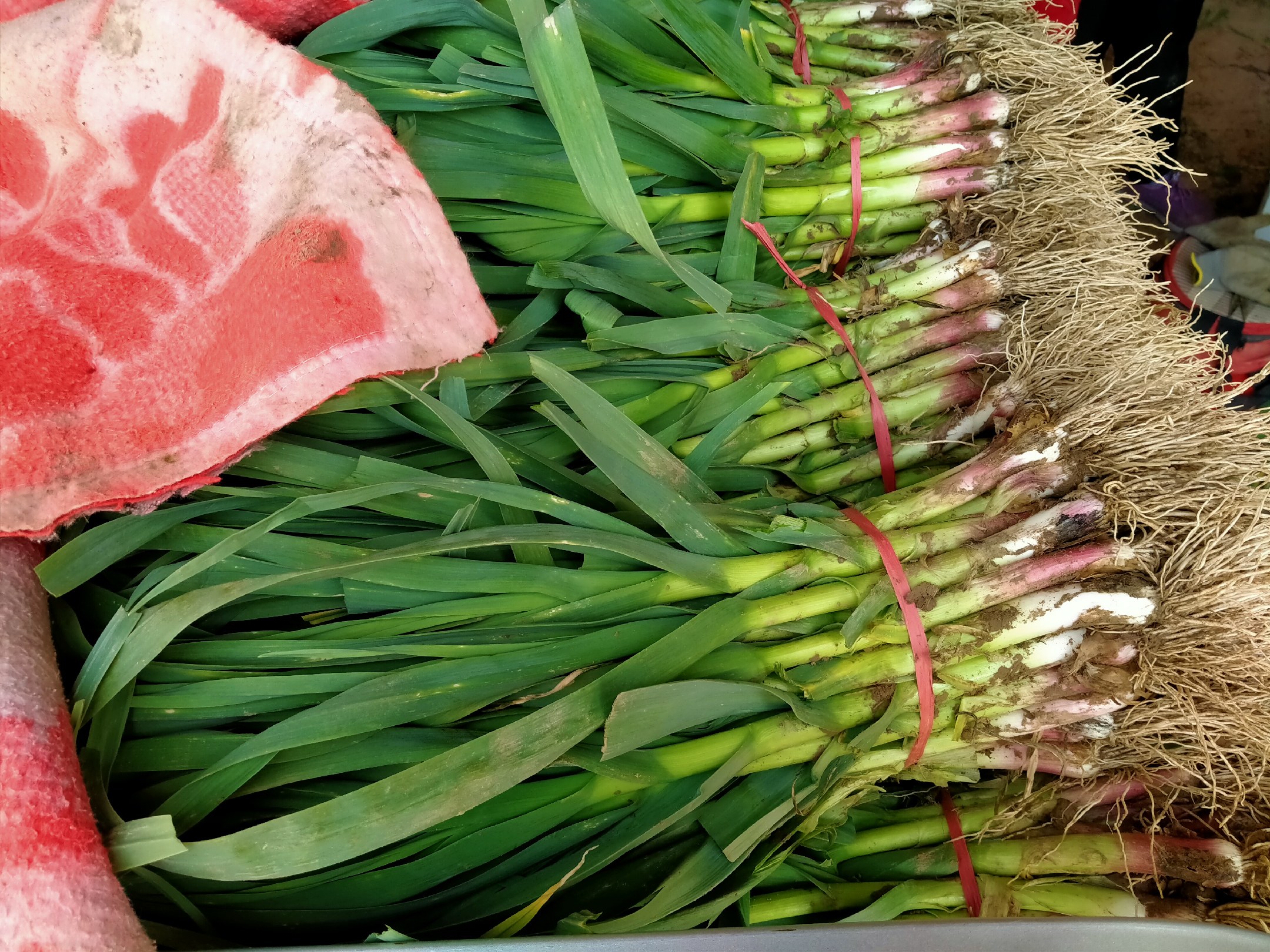 展示一株完整的红根青蒜,根部呈鲜红色,叶片翠绿,整体干净新鲜 红根青蒜特写图