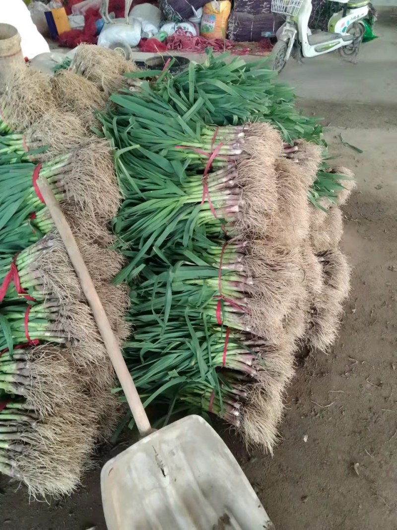 苏北地区红根蒜苗大量上市，欢迎新老客户来电骚扰