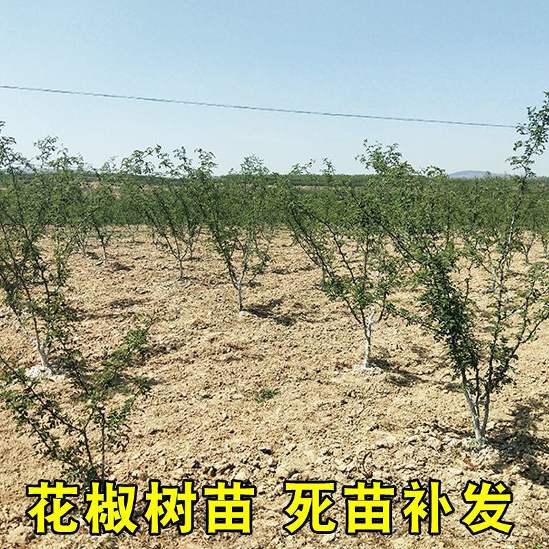 正宗大红袍花椒树九叶青花椒苗麻辣花椒果树苗当年结果