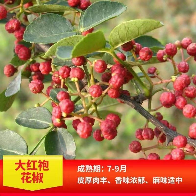 正宗大红袍花椒树九叶青花椒苗麻辣花椒果树苗当年结果