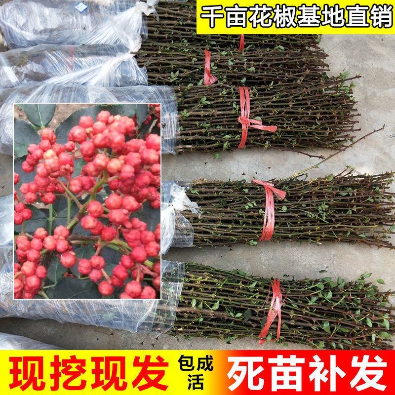 正宗大红袍花椒树九叶青花椒苗麻辣花椒果树苗当年结果