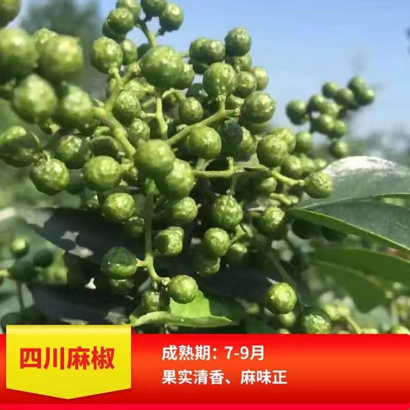 正宗大红袍花椒树九叶青花椒苗麻辣花椒果树苗当年结果