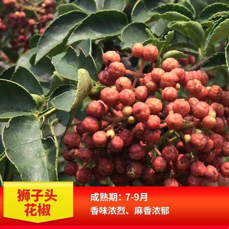 正宗大红袍花椒树九叶青花椒苗麻辣花椒果树苗当年结果