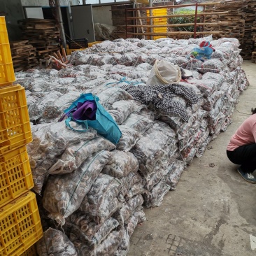 高次饼广西桂林柿饼便宜柿饼地摊江湖货广西柿饼次饼口袋饼