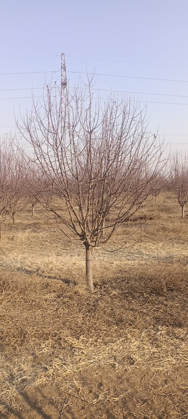 绚丽海棠1~40公分精品绚丽海海棠河北货源大量出售