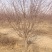 绚丽海棠1~40公分精品绚丽海海棠河北货源大量出售