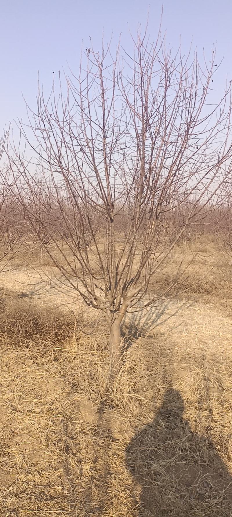 绚丽海棠1~40公分精品绚丽海海棠河北货源大量出售