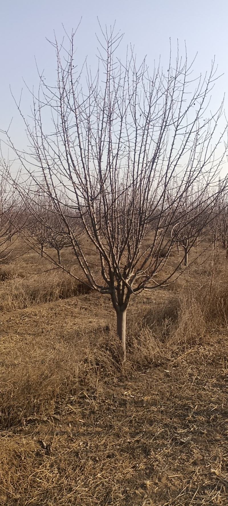 绚丽海棠1~40公分精品绚丽海海棠河北货源大量出售