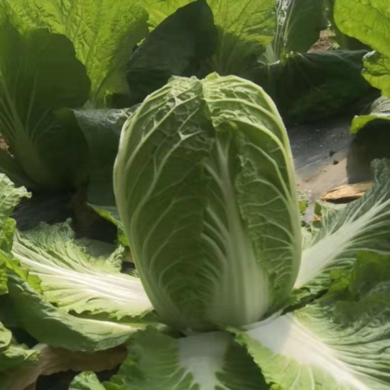 【精品】山东兰陵菊锦黄心大白菜开始上市，物美价廉！