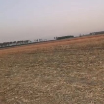 岀租土地3000亩午收以后地能岀来。