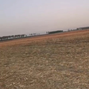 岀租土地3000亩午收以后地能岀来。