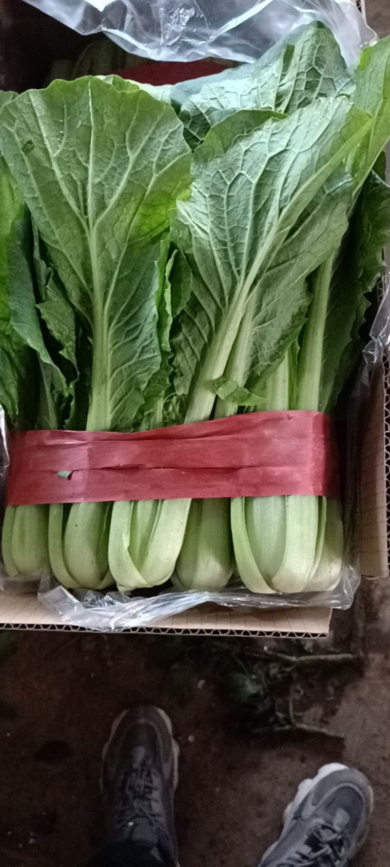 精品小白菜大量供应，产地直发，量大从优，欢迎咨询订购。