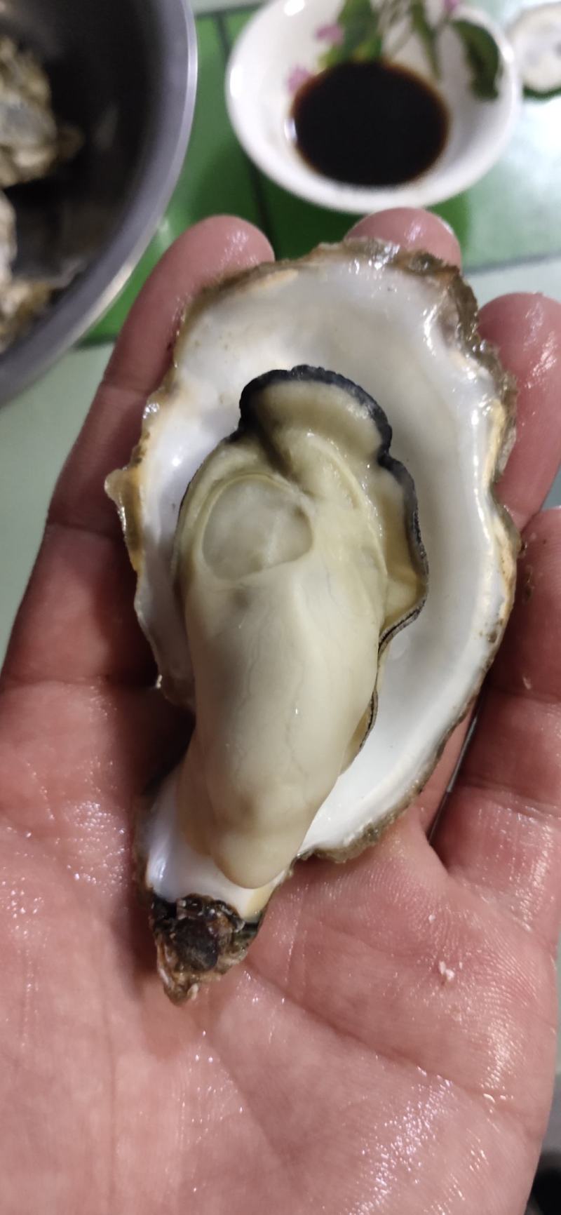 生蚝批发，现捞现发，全国发货！