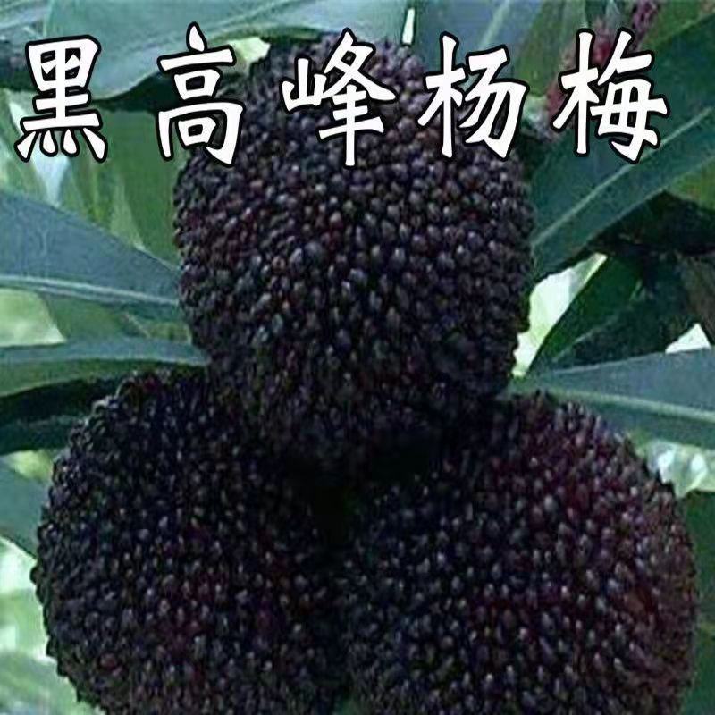 台湾黑高峰杨梅树苗早熟特大杨梅树苗耐寒南北方种植当年结果