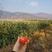 云南现摘新鲜西红柿自然熟大番茄沙瓤无公害农家绿色蔬菜包邮