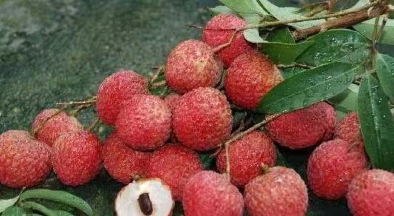 荔枝树苗仙进奉荔枝观音绿荔枝挂绿冰荔正宗新品种可盆栽地栽