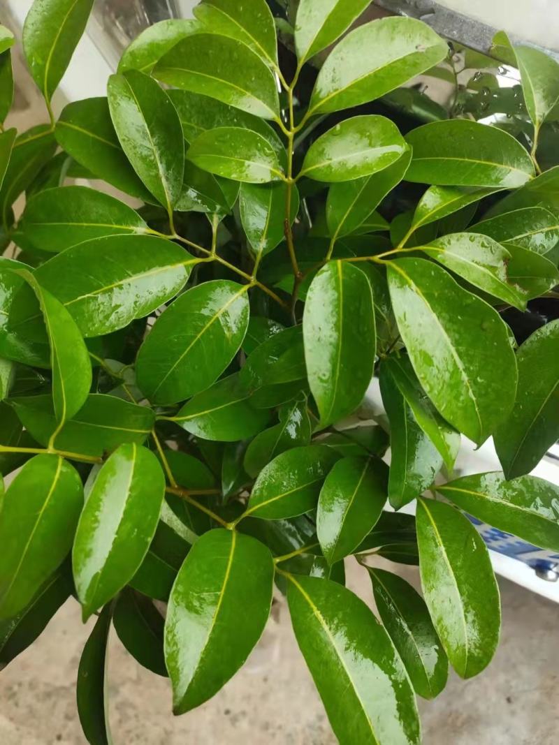 荔枝树苗仙进奉荔枝观音绿荔枝挂绿冰荔正宗新品种可盆栽地栽