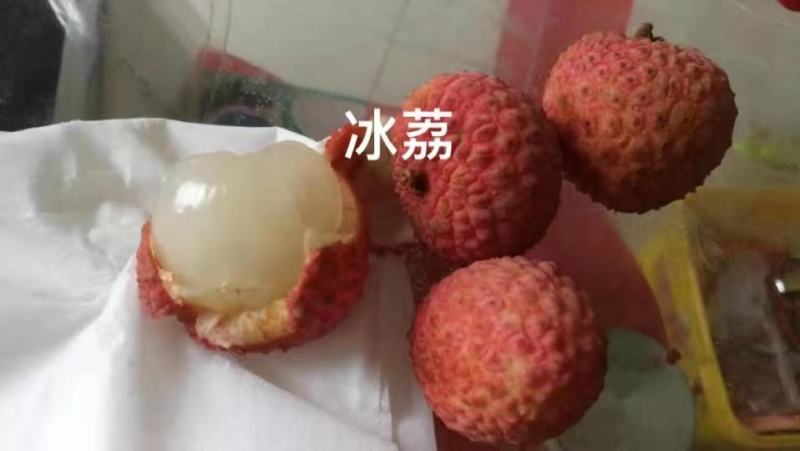 荔枝树苗仙进奉荔枝观音绿荔枝挂绿冰荔正宗新品种可盆栽地栽