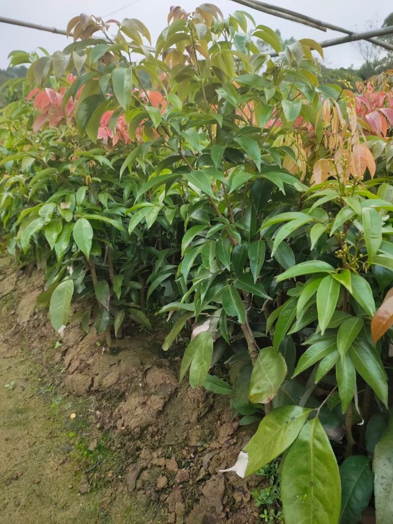荔枝树苗仙进奉荔枝观音绿荔枝挂绿冰荔正宗新品种可盆栽地栽