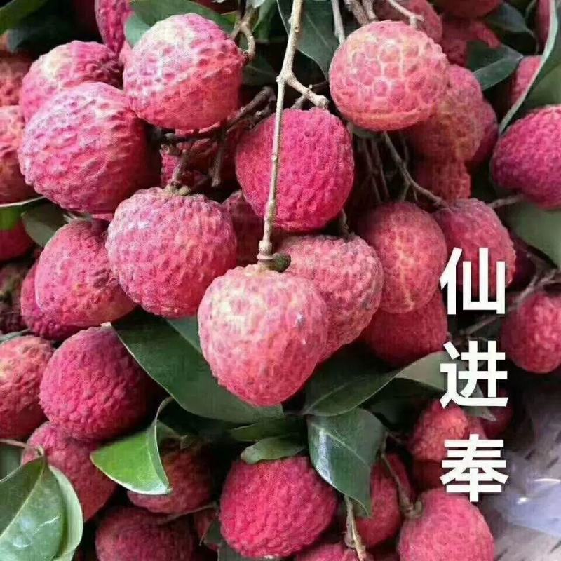 荔枝树苗仙进奉荔枝观音绿荔枝挂绿冰荔正宗新品种可盆栽地栽