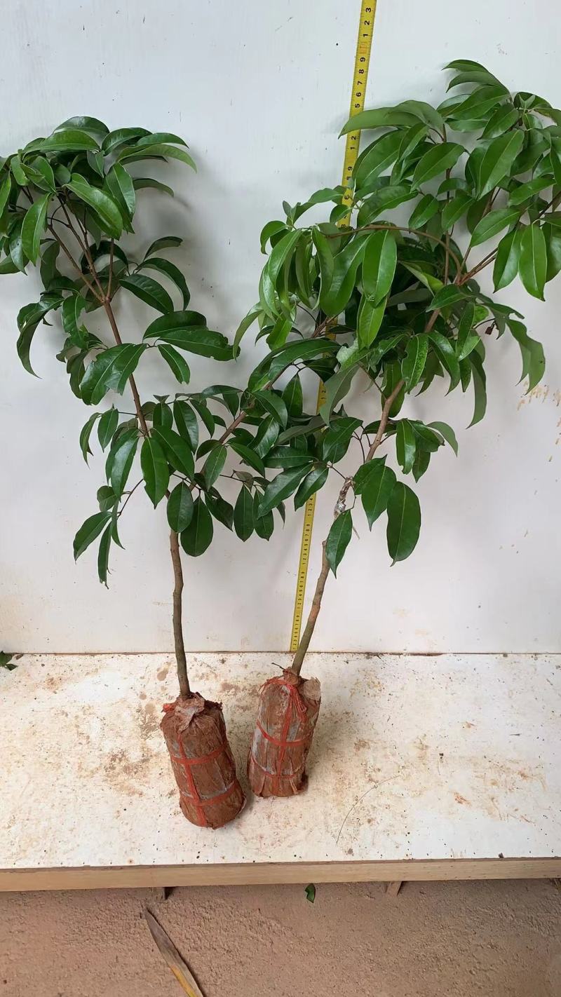 荔枝树苗仙进奉荔枝观音绿荔枝挂绿冰荔正宗新品种可盆栽地栽
