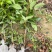 荔枝树苗仙进奉荔枝观音绿荔枝挂绿冰荔正宗新品种可盆栽地栽