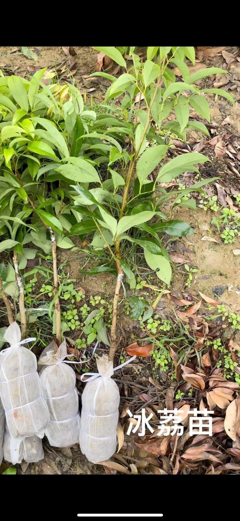 荔枝树苗仙进奉荔枝观音绿荔枝挂绿冰荔正宗新品种可盆栽地栽
