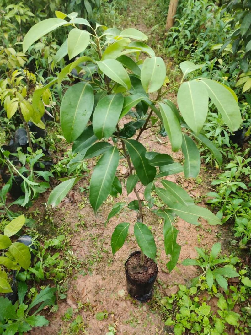 荔枝树苗仙进奉荔枝观音绿荔枝挂绿冰荔正宗新品种可盆栽地栽