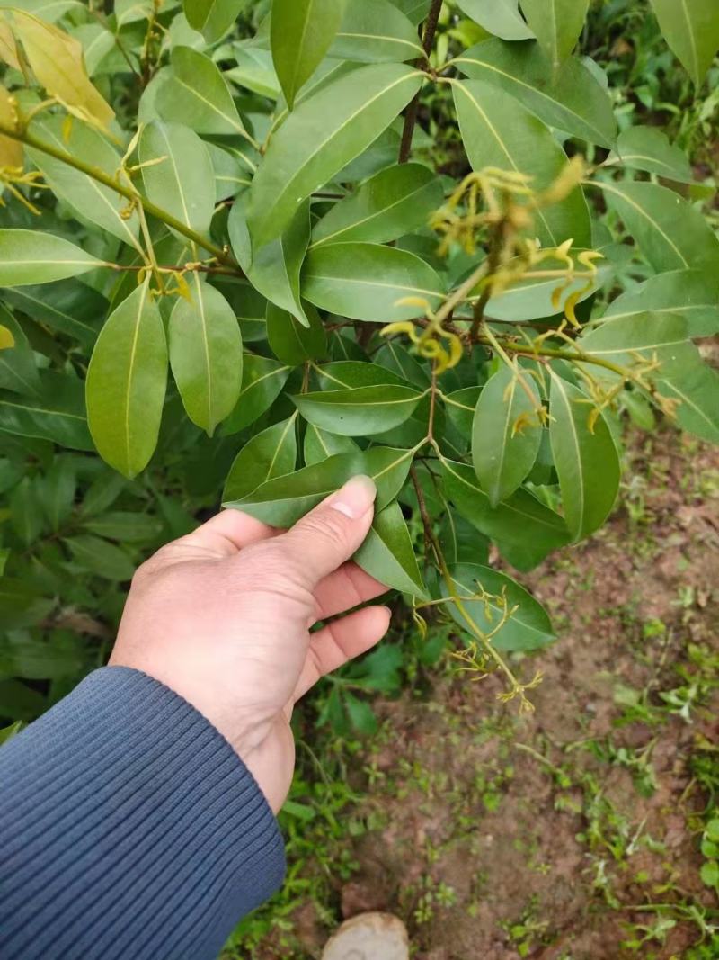 荔枝树苗仙进奉荔枝观音绿荔枝挂绿冰荔正宗新品种可盆栽地栽