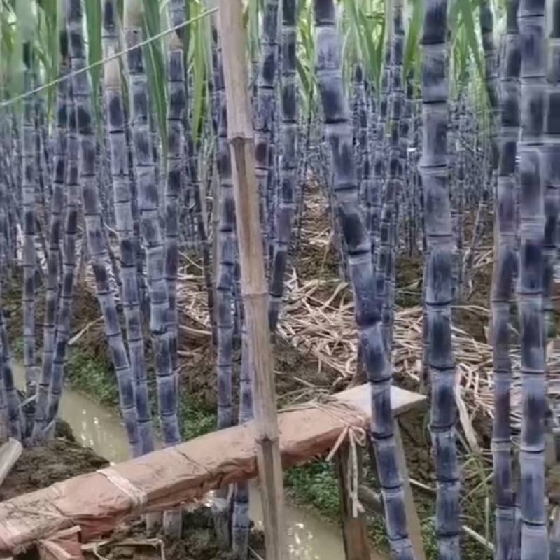 精品黑皮果，清甜脆口水分足，量大价格实惠