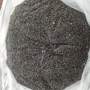 缅甸黑芝麻