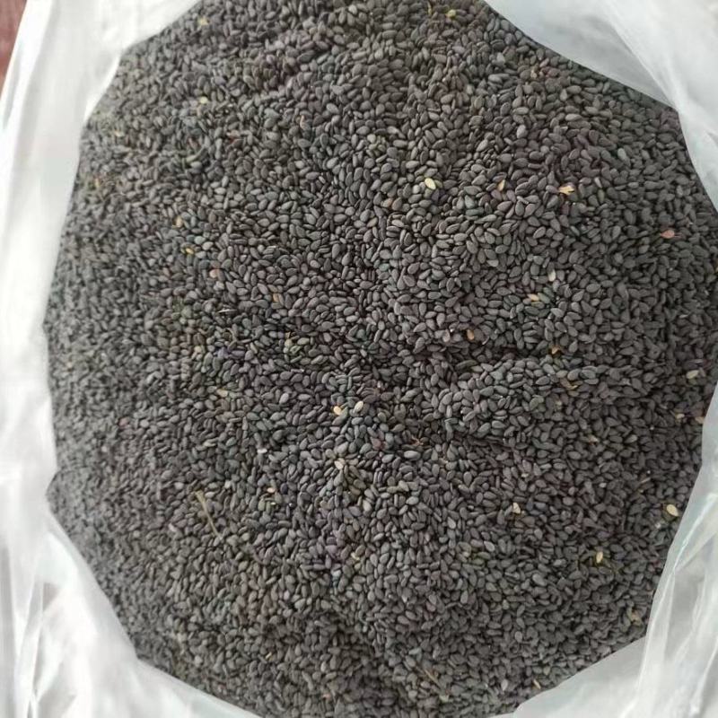 缅甸黑芝麻