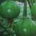 南瓜种子多早八号青绿外观美品质优早熟结瓜多