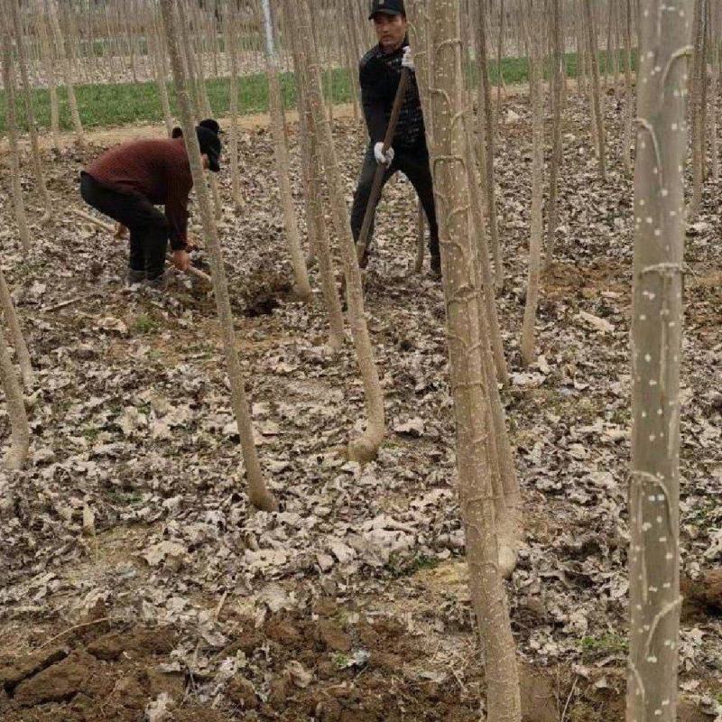 出售大量3804速生青皮杨树苗，2公分到4公分尺寸都可以