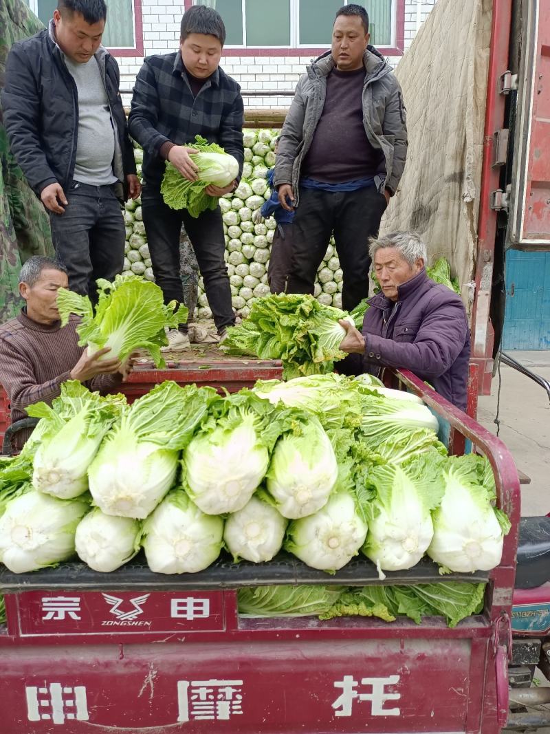 陕西汉中优质白菜】义和秋大白菜:产地直发：全国发货(现货