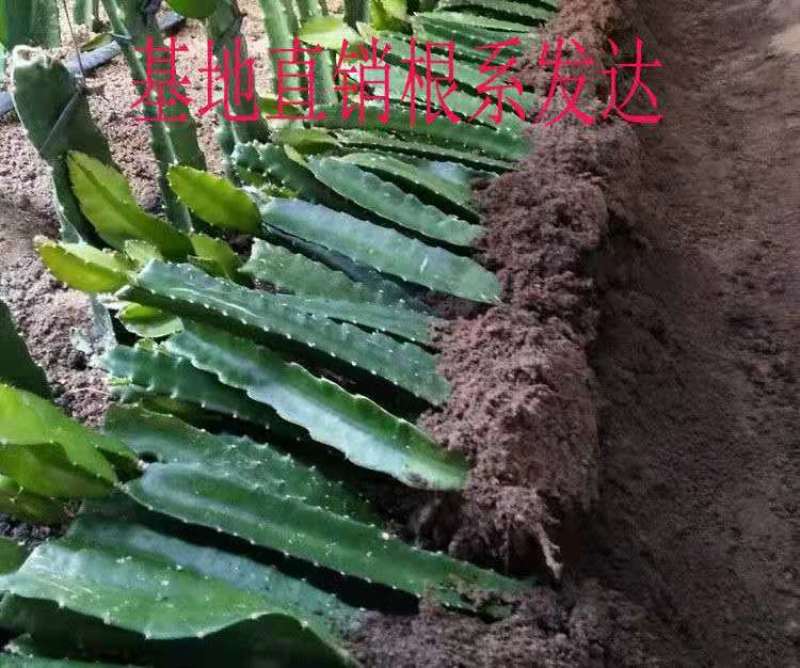 台湾青龙火龙果苗果树盆栽地栽阳台室内南方热带水果四季结果