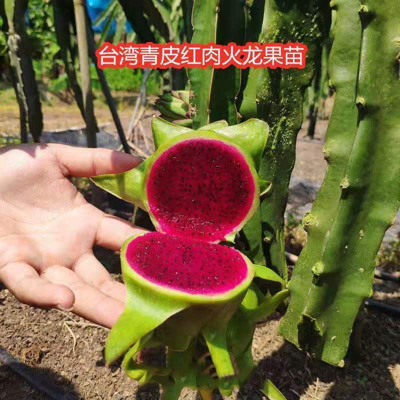 台湾青龙火龙果苗果树盆栽地栽阳台室内南方热带水果四季结果