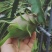 台湾青龙火龙果苗果树盆栽地栽阳台室内南方热带水果四季结果