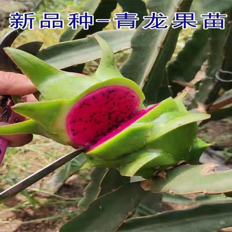 台湾青龙火龙果苗果树盆栽地栽阳台室内南方热带水果四季结果